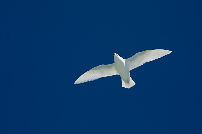 Snow Petrel In Flight